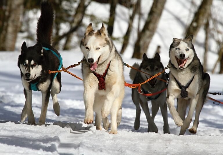 huskies, dogs, race-273409.jpg